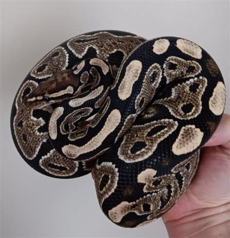 Image result for Lace Ball Python