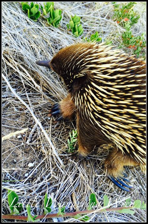 Endangered Aussie Animals Project - LittleWanderingWren