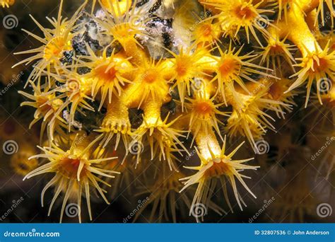 Orange cup corals stock photo. Image of dendrophylliidae - 32807536