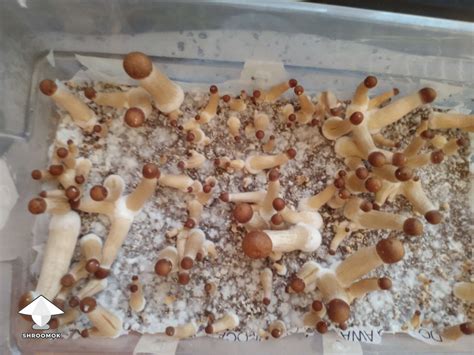 Tidal Wave fruiting - by Mycelia P