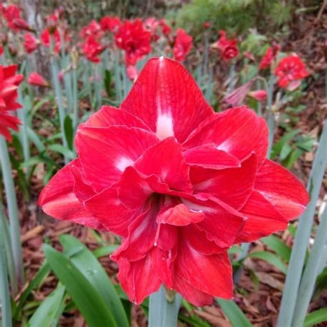Amaryllis Double Red Bulbs – Bold Double Scarlet Blooms