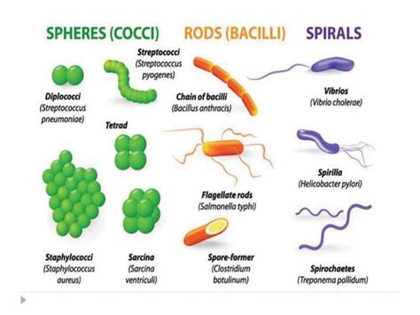 Image result for Classification of Bacteria