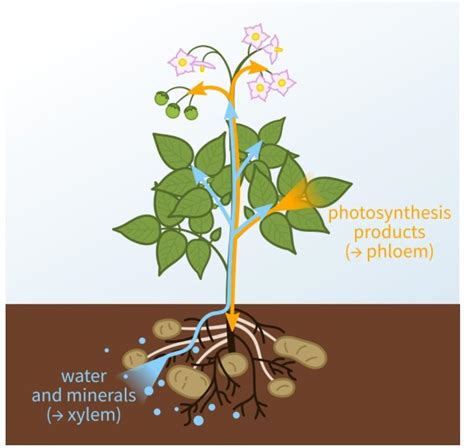 Describe the elements of phloem with a suitable diagram - Brainly.in