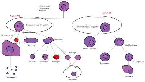 Diagnostic and Therapeutic Implications of Long Non-Coding RNAs in Leukemia