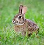 Image result for The Eastern Cottontail Baby