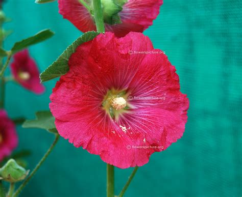 Hollyhock varieties, Alcea rosea varieties