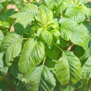 CHEMBARUTHI Thandu keerai, Big leaf green amaranthus Seed Price in ...