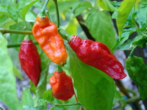 मिर्च तीखी क्यों है – chilli in hindi – why chilli is hot | vidyudabhi.com