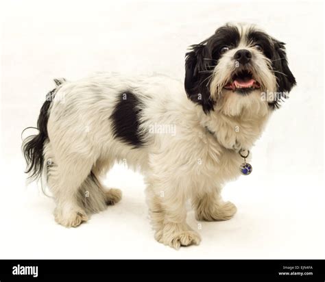 White And Black Dog Breeds