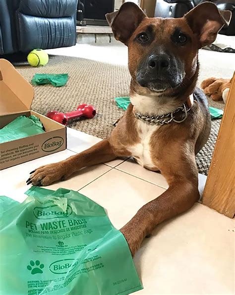 Dog Ate Plastic Packaging at Ronald Pepper blog