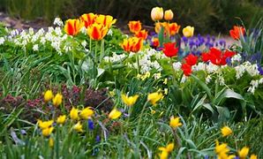 Image result for Funny Animals Spring Flower