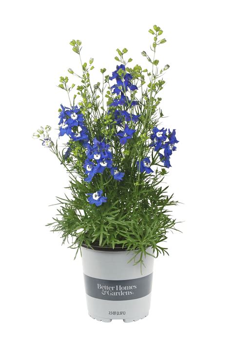 Better Homes & Gardens 2QT Blue Delphinium Blue Diamonds Live Perennial ...