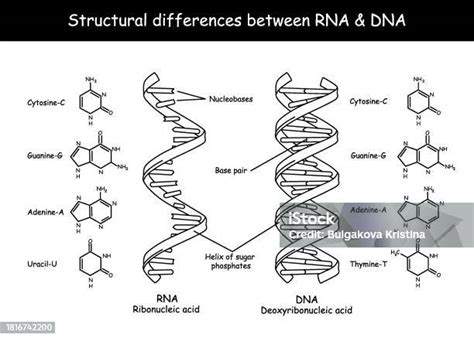 Image result for DNA Microarray Data