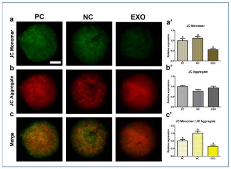 Porcine Follicular Fluid-Derived Exosome: The Pivotal Material for ...