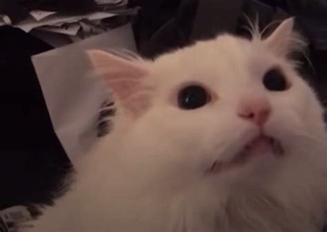 Image result for Hello Its MeMeMe