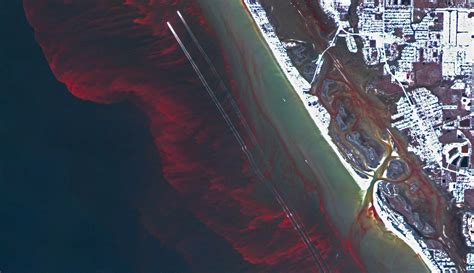 Researchers may finally be able to forecast dangerous red algae blooms ...