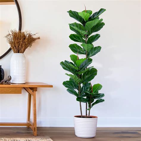 Amazon.com: YEPDIN Artificial Fiddle Leaf Fig Tree 5FT Faux Fiddle ...
