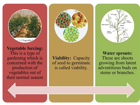 Definition and branches of Horticulture.pptx
