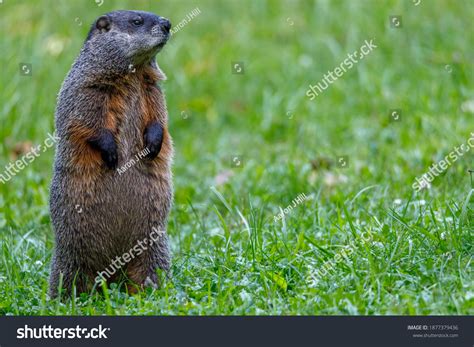 Woodchuck Vs Groundhog