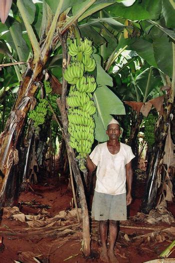 Callus Biotech Pvt.Ltd, Kolhapur, Maharashtra | Tissue Culture Plants ...