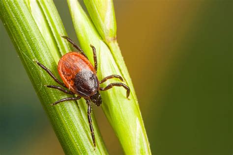 Mites vs. Ticks: What’s the Difference? | Angi