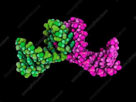 RNA Transcript Loop 的图像结果