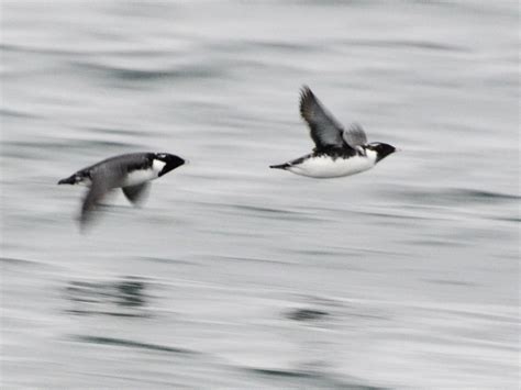 Ancient Murrelet - eBird