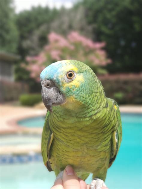 Blue-fronted Amazon Care Sheet - Birds Coo