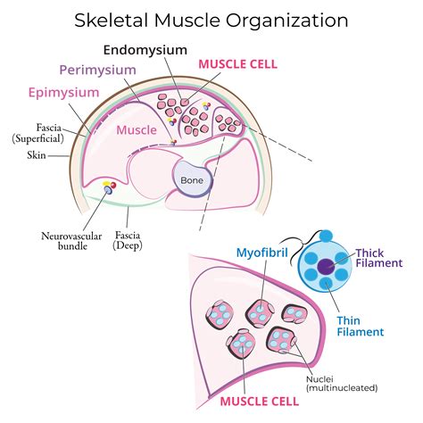 Advanced Anatomy & Physiology: Skeletal Muscle Histology | ditki medical & biological sciences
