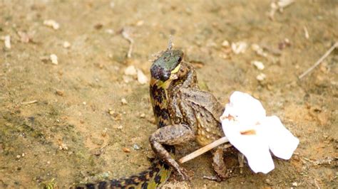 Image result for Snake Eating a Toad