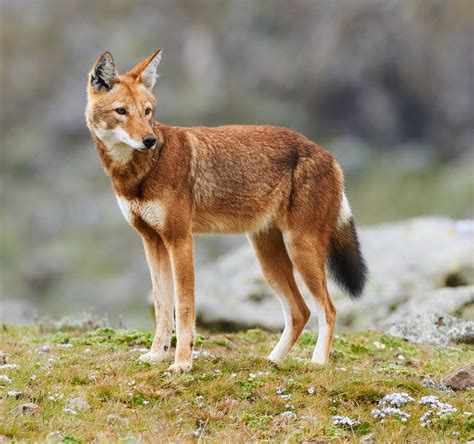 Carnivore Animals Page 2 | Carnivore Animals Vectors & Illustrations