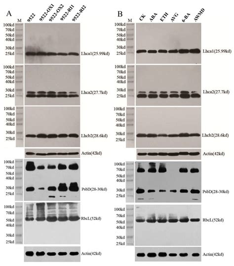 The Relationships among “STAY-GREEN” Trait, Post-Anthesis Assimilate ...
