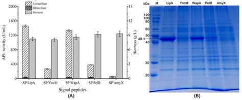 N-Terminal Sequences of Signal Peptides Assuming Critical Roles in ...