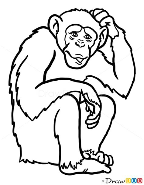 Image result for How to Draw a Simple Monkey