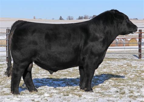 2023 Maine-Anjou Sire Catalog by American Maine-Anjou Association - Issuu
