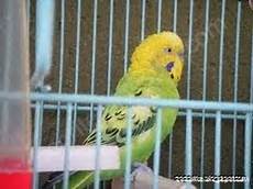 gabbia cocorite cocorite la gabbia gabbia cocorite cocorite la gabbia