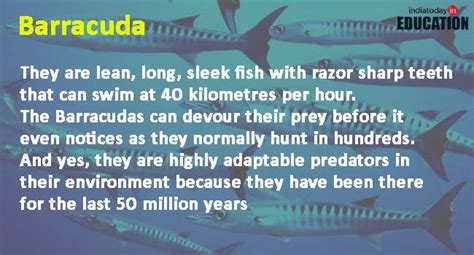 Scientist find out how deep sea creatures survived apocalypse: Seven ...