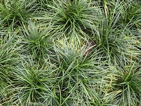 Image result for Dwarf Ornamental Grasses Images