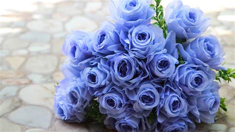 The Meaning Behind Blue Roses at Jason Harper blog