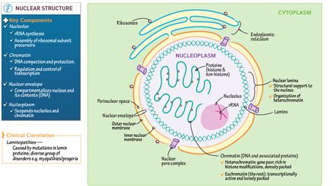 Nuclear Structure 的图像结果