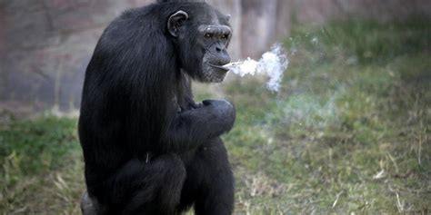 Chimp Using Fire 的图像结果
