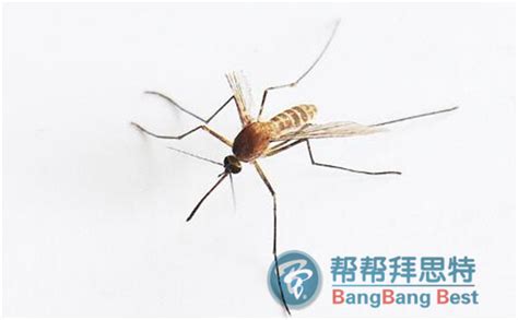 不同类型的蚊子，你都知道吗？