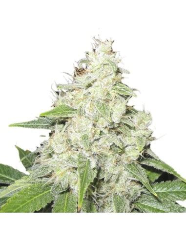 Mr. Sour-R (Mr. Hide) Feminized Seeds | Up To 30% Off