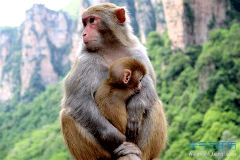 属猴的和什么属相最配 生肖猴的最佳配对属相 - 万年历