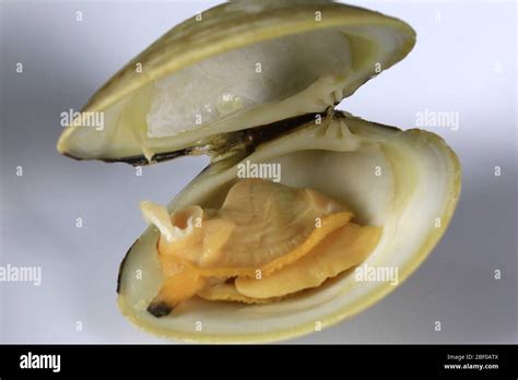 Clam Shell Pattern 的图像结果