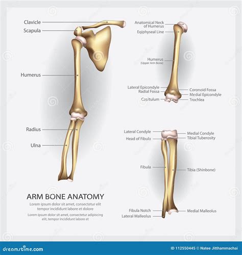 Arm Bone Anatomy with Detail Stock Vector - Illustration of ...