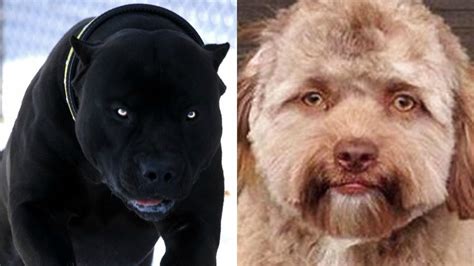 Unusual Dogs 的图像结果