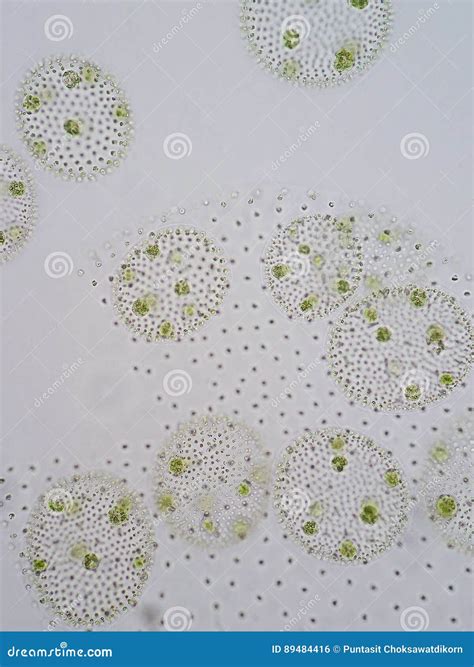 Volvox is Genus of Chlorophyte Green Algae Stock Photo - Image of laboratory, microbiology: 89484416