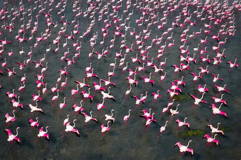Aerial Photos Showcase the Annual Flamingo Migration that Transforms India's Pulicat Lake into a ...