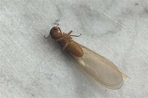 Formosan Termites Vs Drywood Termites: How To Differentiate - What's That Bug?